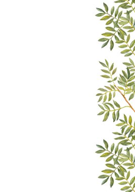 Yeşil Ruscus 'un dalları. Yeşillik koleksiyonu. Broşür tasarım şablonu. Beyaz arkaplana elle çizilmiş suluboya A4 düzeni.