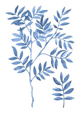 Mavi Ruscus. Yeşillik koleksiyonu. Suluboya botanik resim. Siyah arkaplan üzerine elle çizilmiş sanatsal çizimler.