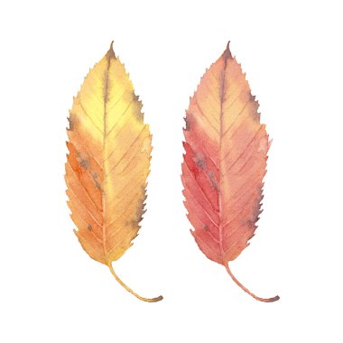 Sarı ve kırmızı sonbahar yaprakları. Tebrik kartları, davetiyeler ve iç dekorasyon için el yapımı sanat eserleri. Beyaz arkaplanda suluboya çizimi.