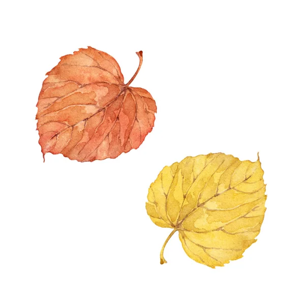 Twee Herfstgele Oranje Lindebladeren Aquarel Kunstcollectie Geïsoleerde Handgetekende Illustratie Witte — Stockfoto