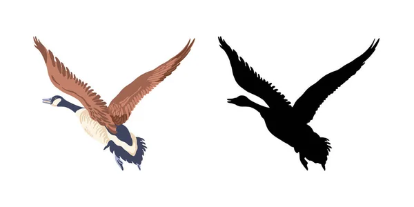 Canadese Ganzen Twee Vliegende Vogels Vintage Stijl Kleurenillustratie Het Zwarte — Stockvector