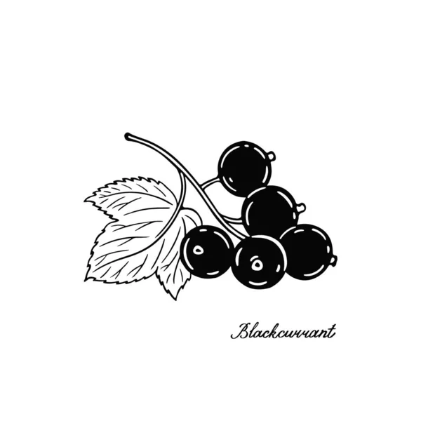 Schwarze Johannisbeere Schwarze Und Weiße Beeren Handgezeichnetes Flachbild Vektorillustration Auf — Stockvektor