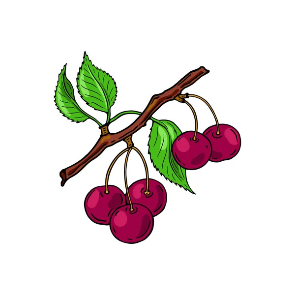 Wiśniowa Gałąź Czerwone Owoce Ręcznie Rysowany Płaski Obraz Ilustracja Wektora — Wektor stockowy