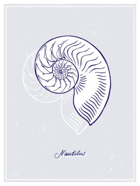 Büyük beyaz Nautilus. Deniz kabuğu. Eski tarz poster. El çizimi grafik tasarım koleksiyonu. Renkli bir arkaplanda vektör illüstrasyonu.