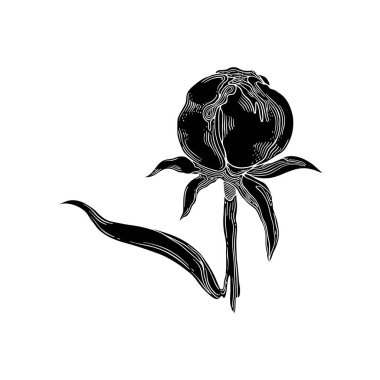  Şakayık Çiçek Bud. Siyah el çizimi çiçek dekoru koleksiyonu. Beyaz arkaplanda vektör illüstrasyonu.