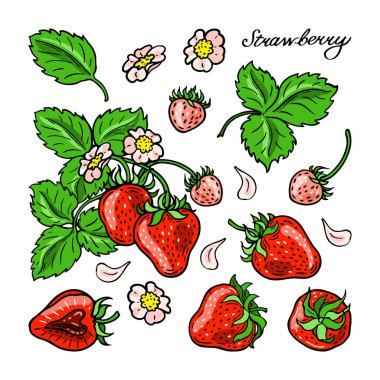 Kırmızı çilek ve çiçekler. Renkli böğürtlen. Elle çizilmiş düz görüntü. Beyaz arkaplanda vektör illüstrasyonu.