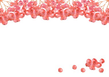 Kırmızı rowanberry suluboya. Sanatsal tebrik kartı. Beyaz arkaplanda elle çizilmiş klasik çizimler.