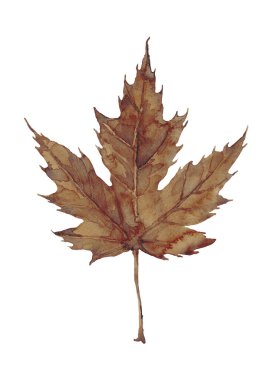 Sulu sonbahar sepia akçaağaç yaprağı. Beyaz arkaplanda izole edilmiş klasik el çizimi.