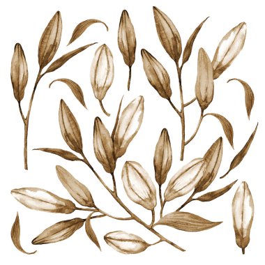 Yıldız teleskopu zambakları. Zambak tomurcukları. Suluboya çiçekler. İllüzyon. Sepia klasik sanatsal illüstrasyon.