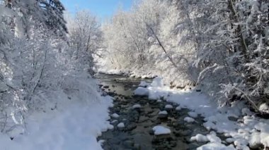 Güneşli bir günde karlı kış ormanı. Kristal gibi berrak dağ nehri. Karlar ve ağaç dalları ışıl ışıl karla kaplanarak dingin, doğal bir mucize yaratır..