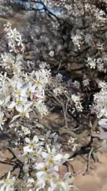 Rüzgarda sallanan beyaz çiçekler çiçek açan ağaçlarda, yumuşak kumlara ve sakin bir bahar manzarasında kum tepelerine karşı..