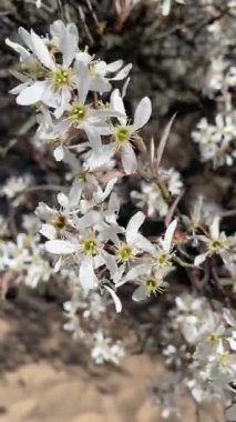Rüzgarda sallanan beyaz çiçekler çiçek açan ağaçlarda, yumuşak kumlara ve sakin bir bahar manzarasında kum tepelerine karşı..