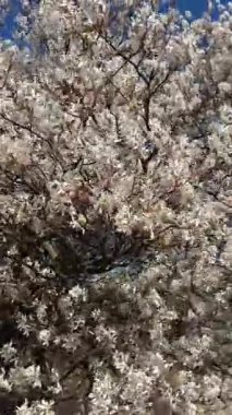 Rüzgarda sallanan beyaz çiçekler çiçek açan ağaçlarda, yumuşak kumlara ve sakin bir bahar manzarasında kum tepelerine karşı..