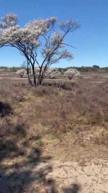 Çiçek açan ağaçlar ve yumuşak kum tepeleri berrak mavi bir gökyüzünün altında güneşlenerek huzurlu bir bahar manzarasının sakin güzelliğini yakalıyorlar..