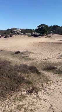 Çiçek açan ağaçlar ve yumuşak kum tepeleri berrak mavi bir gökyüzünün altında güneşlenerek huzurlu bir bahar manzarasının sakin güzelliğini yakalıyorlar..