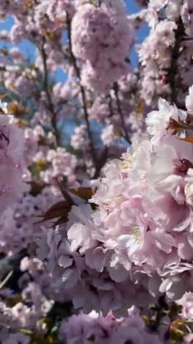 Rüzgarda Sallanan Sakura. Hafif pembe kiraz çiçekleri, güneşli bir bahar gününde açık mavi gökyüzüne doğru esen meltemde dalgalanıyor. Doğanın barışçıl ve şiirsel sahnesi.