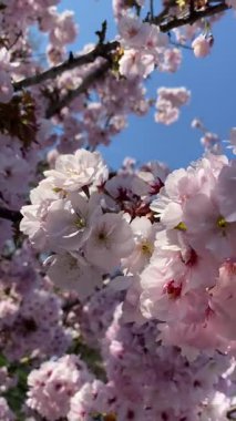Rüzgarda Sallanan Sakura. Hafif pembe kiraz çiçekleri, güneşli bir bahar gününde açık mavi gökyüzüne doğru esen meltemde dalgalanıyor. Doğanın barışçıl ve şiirsel sahnesi.