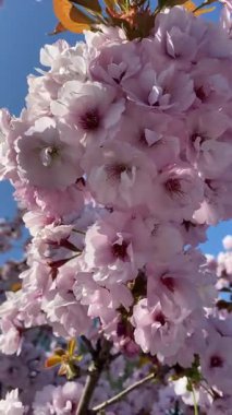 Rüzgarda Sallanan Sakura. Hafif pembe kiraz çiçekleri, güneşli bir bahar gününde açık mavi gökyüzüne doğru esen meltemde dalgalanıyor. Doğanın barışçıl ve şiirsel sahnesi.