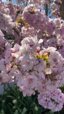 Rüzgarda Sallanan Sakura. Hafif pembe kiraz çiçekleri, güneşli bir bahar gününde açık mavi gökyüzüne doğru esen meltemde dalgalanıyor. Doğanın barışçıl ve şiirsel sahnesi.