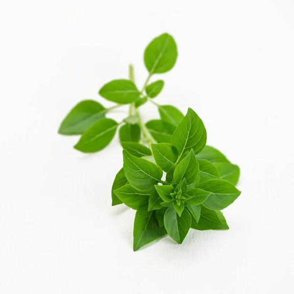 Greek Bush Dwarf Basil Small Leaf Herb Aromatic Fragrant White — Stock Photo, Image