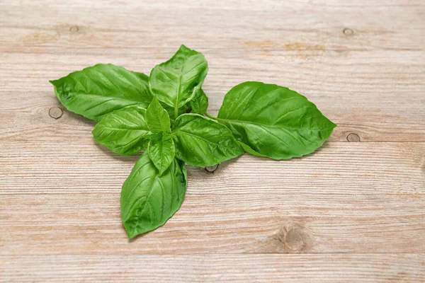 Sweet basil plant cutting green on wooden background close up