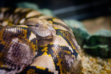 Retiküle piton zehirli olmayan yılan dünyanın en uzun kıvrımlı yılanı.