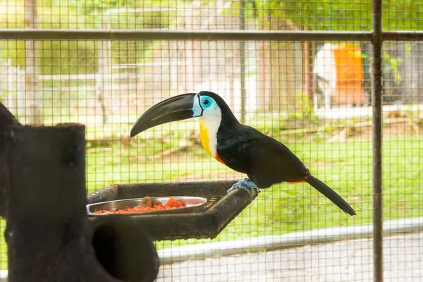 Toucan bird inside zoo enclosure endangered tropical bird colorful large beak