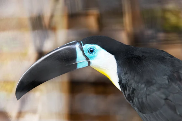 Toucan bird inside zoo enclosure endangered tropical bird colorful black beak