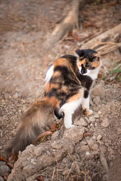 Cat using earth dust soil to litter naturally outdoors fertilizing