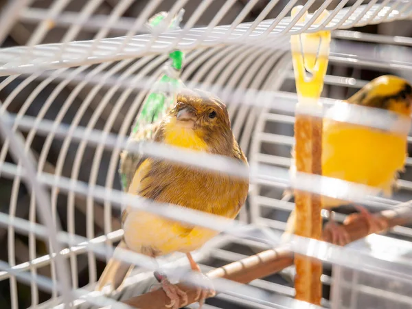 Kanarienvogel Käfig Singvogelmännchen Grüner Und Gelber Gefangenschaft Schaut Die Kamera — Stockfoto