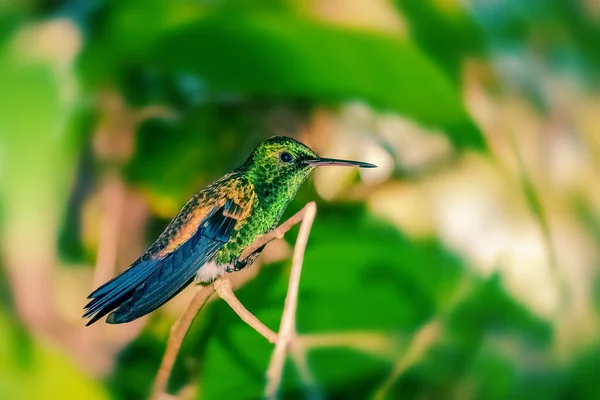 Kolibri Egy Ágon Pihenő Figyelembe Szünet Trinidad Tobago Zöld Háttér — Stock Fotó