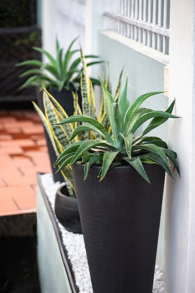 Agave Plant Een Zwarte Moderne Pot Decoratie Buitenmuur — Stockfoto