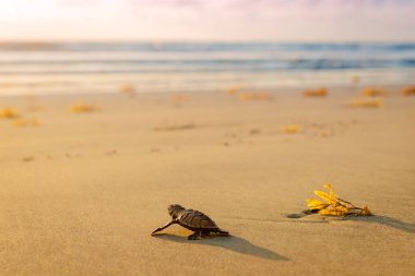 Deri sırtlı yavru kaplumbağa plajı gün batımında nesli tükenmekte olan canlılara doğru ilerliyor.