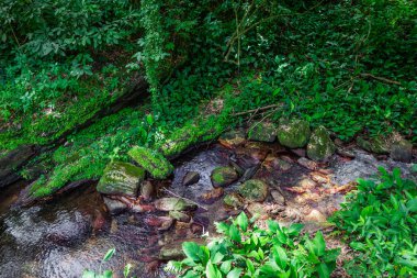 Yağmur ormanı, su deresi, yemyeşil bitki örtüsü Trinidad ve Tobago arasında tropikal nehir.