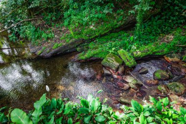 Yağmur ormanı, su deresi, yemyeşil bitki örtüsü Trinidad ve Tobago arasında tropikal nehir.