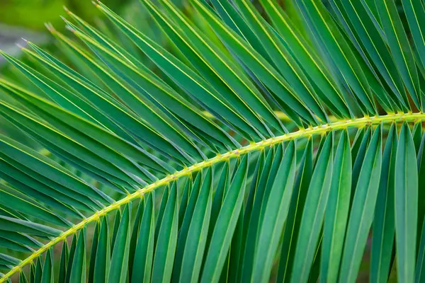 Date palm tree leaf decorative tropical climate plant branch evergreen close up