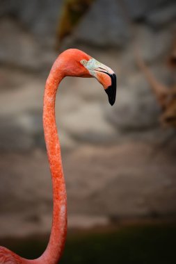 Karayip flamingosunun baş ve boynu kırmızı ve pembe renkli zarif kuşu kapatır