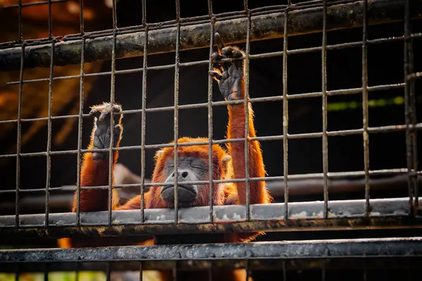 Red howler monkey looking sad with eyes closed against a zoo cage living in captivity