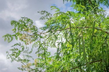 Moringa oleifera ağacının çiçek açması, davul budu meyvesi, tıbbi bitki ve hızla büyüyen tropikal iklim ve kuraklığa dayanıklı yemek pişirmek içindir.