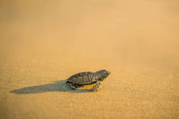 Baby leatherback turtle hatchling traveling towards the beach in Trinidad and Tobago at sunset