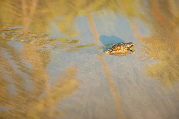 Baby leatherback turtle hatchling traveling towards the beach in Trinidad and Tobago at sunset