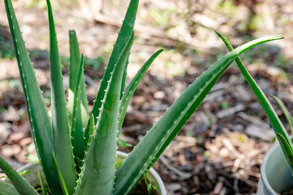 Aloe Vera plant pot bucket home gardening medicinal plant evergreen easy to maintain