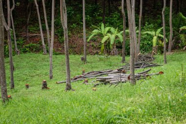 Kütük yığınları istiflenmiş tropikal ağaç kesimi ormansızlaştırma genç orman
