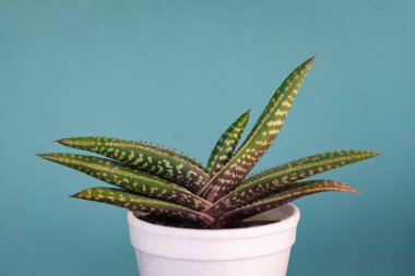 Bredasdorp gasteria carinata her zaman yeşil dekoratif sulu ev yapımı bir fincanda öküz dili.