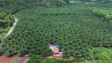 İnsansız hava aracı palmiye yağı tarlasının üzerinde uçuyor ve palmiye ağaçları tüm araziyi kaplıyor..