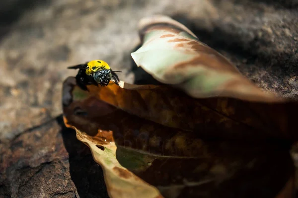 stock image Bee on a leaf in the rainforest of Thailand. Selective focus.