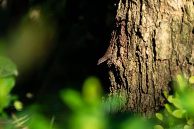 Uçan bukalemun. Soyadı Draco..