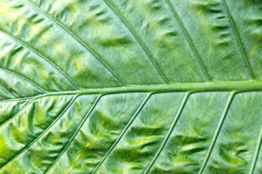 Yumuşak ışıkta yaprak dokusu .