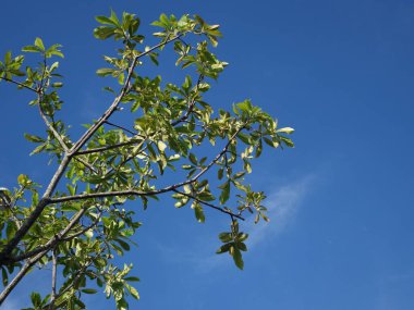 Gökteki dallar hem yeşil yapraklarla hem de ölü dallarla.