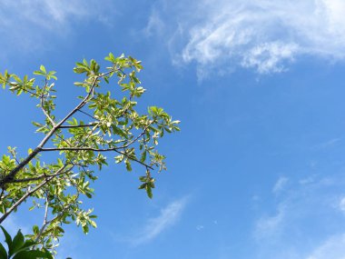 Gökteki dallar hem yeşil yapraklarla hem de ölü dallarla.